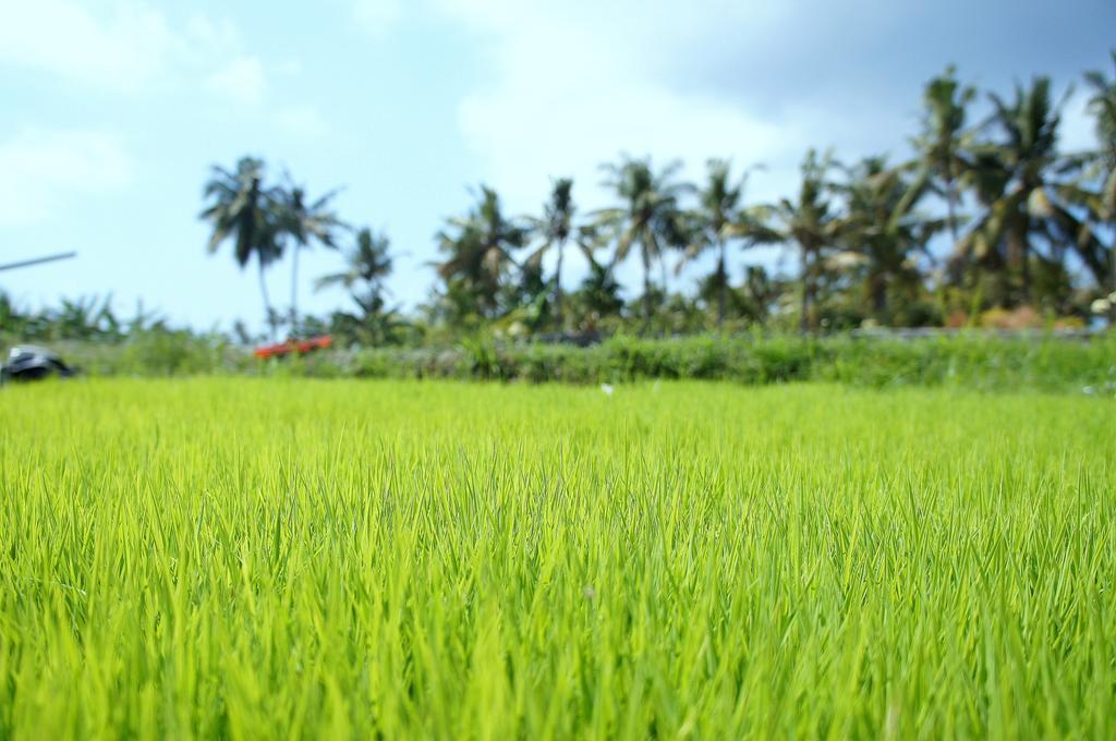 Barn N Bunk Gianyar (Bali) Exterior photo