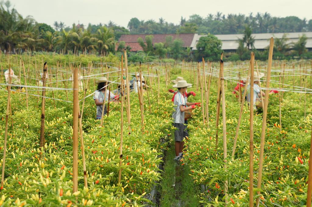 Barn N Bunk Gianyar (Bali) Exterior photo